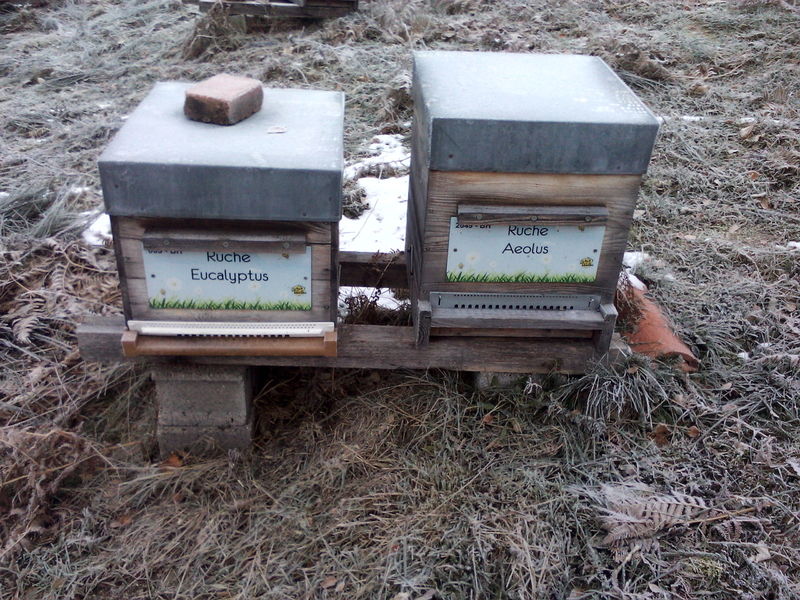 La ruche Eucalyptus