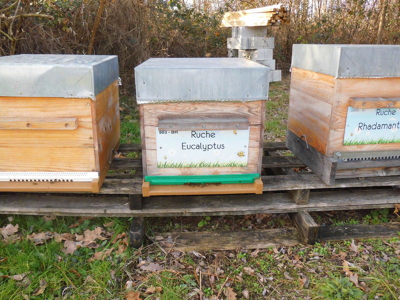 La ruche Eucalyptus