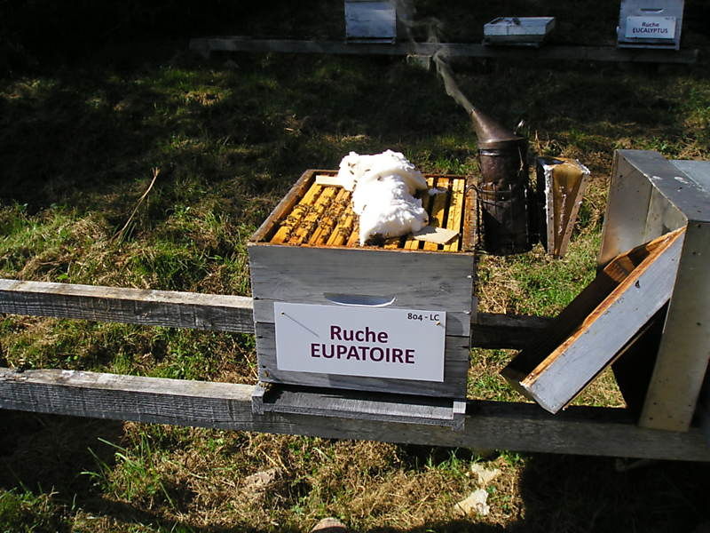 La ruche Eupatoire