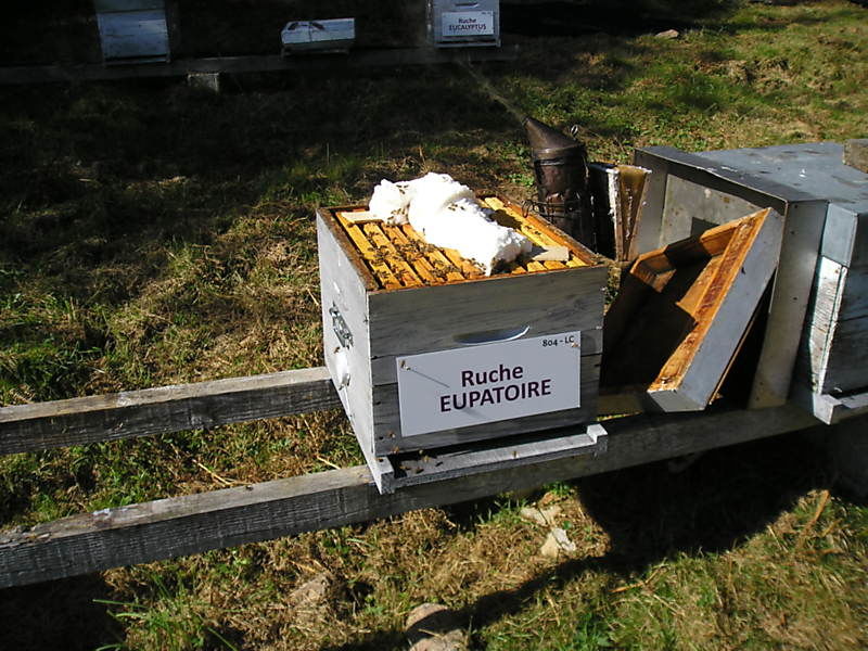 La ruche Eupatoire