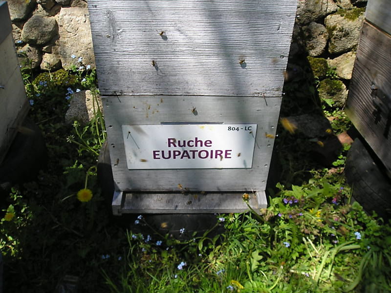 La ruche Eupatoire