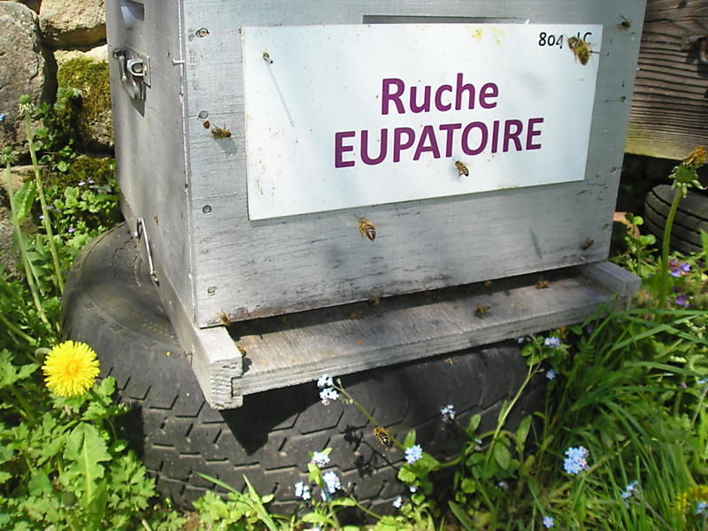 La ruche Eupatoire