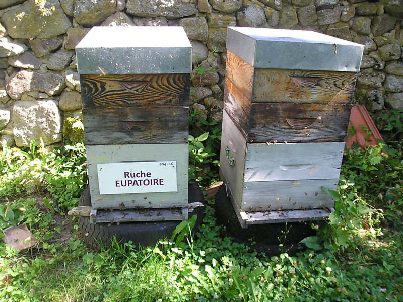 La ruche Eupatoire
