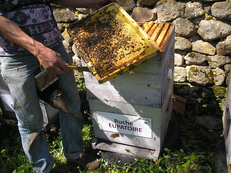La ruche Eupatoire