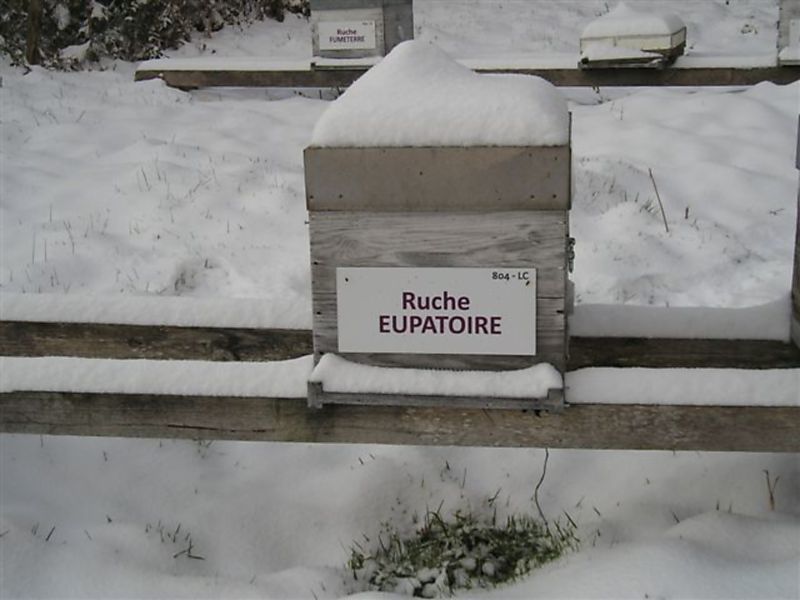 La ruche Eupatoire