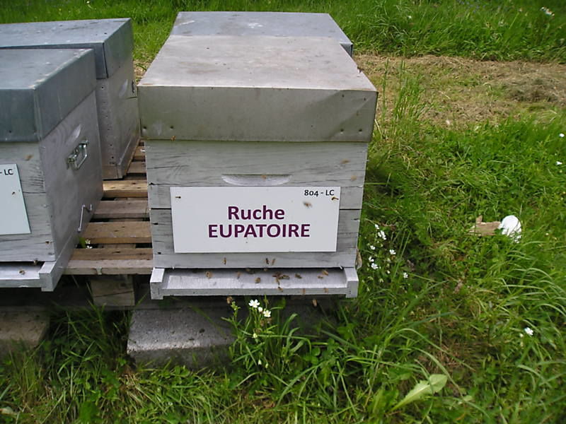 La ruche Eupatoire