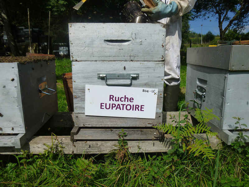 La ruche Eupatoire