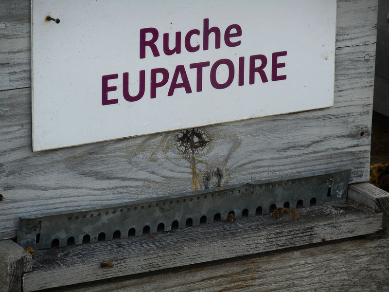 La ruche Eupatoire