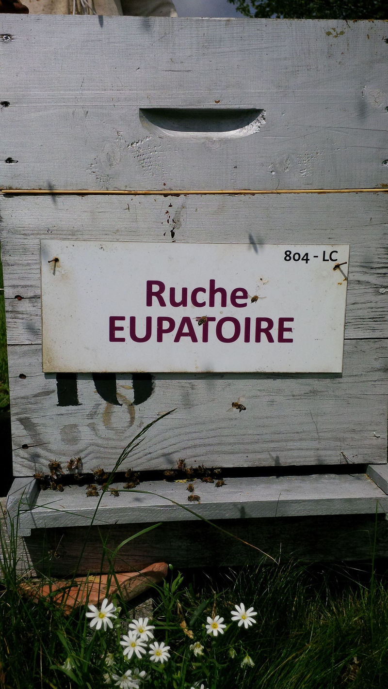 La ruche Eupatoire