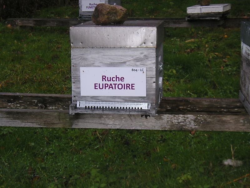 La ruche Eupatoire