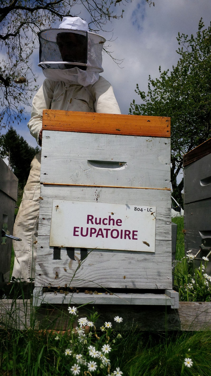 La ruche Eupatoire