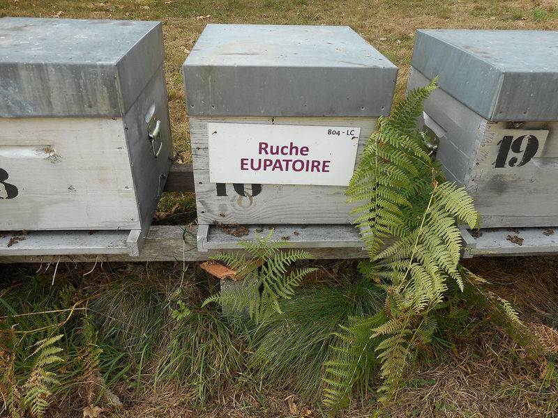 La ruche Eupatoire