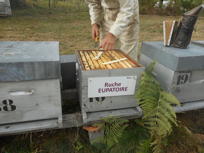 La ruche Eupatoire