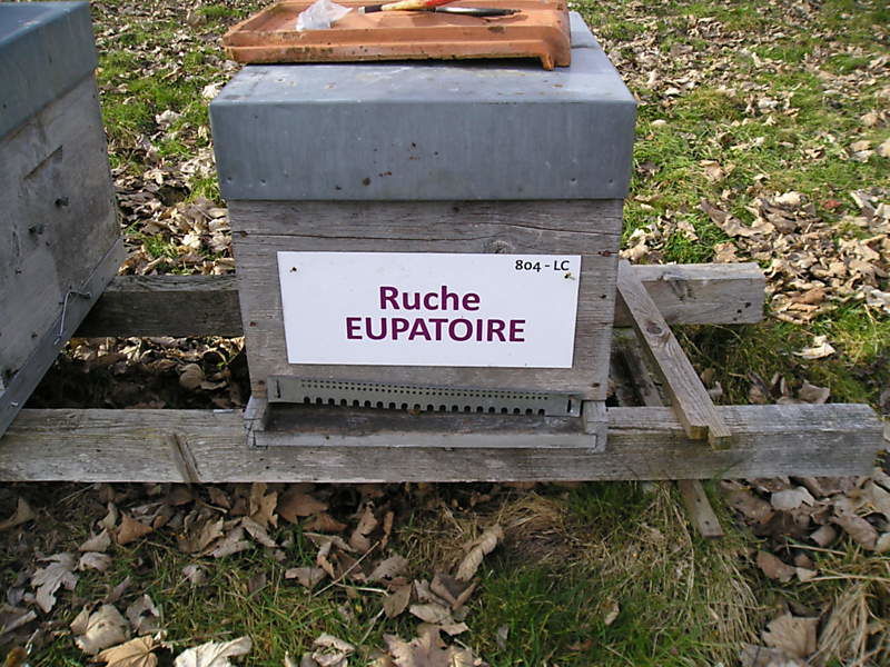 La ruche Eupatoire