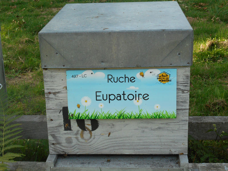 La ruche Eupatoire