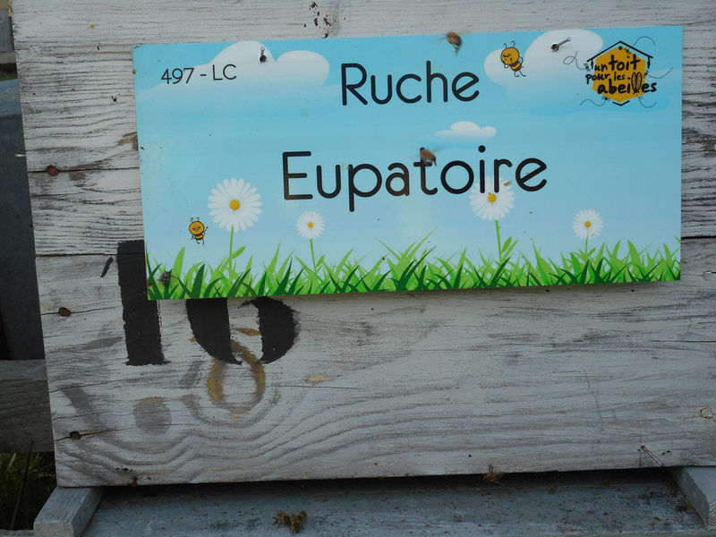 La ruche Eupatoire