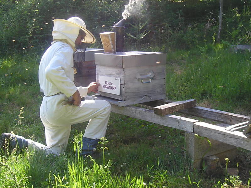 La ruche Eupatoire