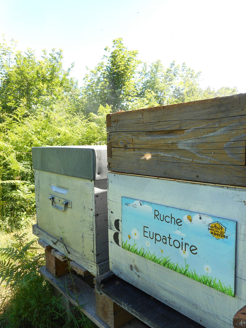 La ruche Eupatoire