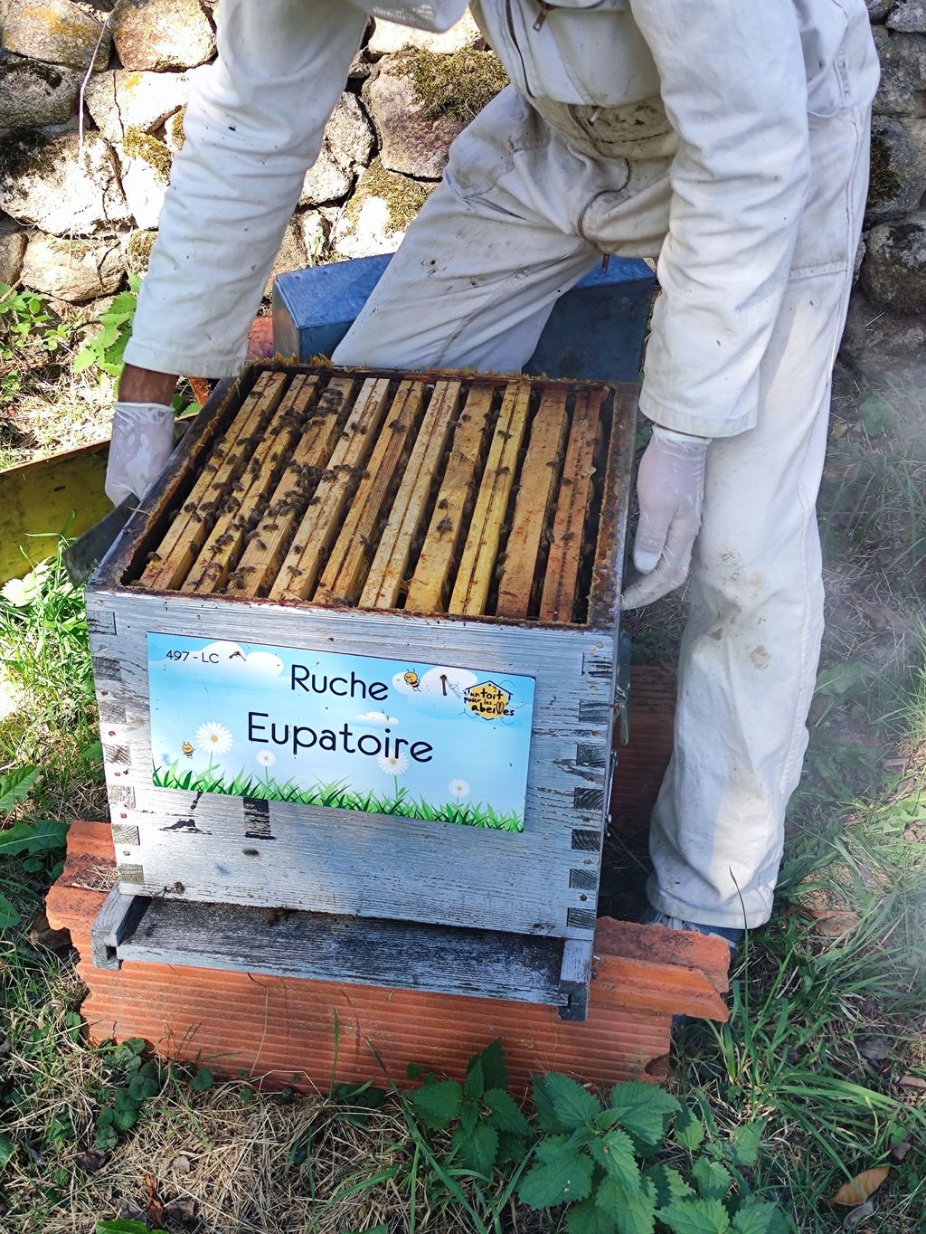 La ruche Eupatoire