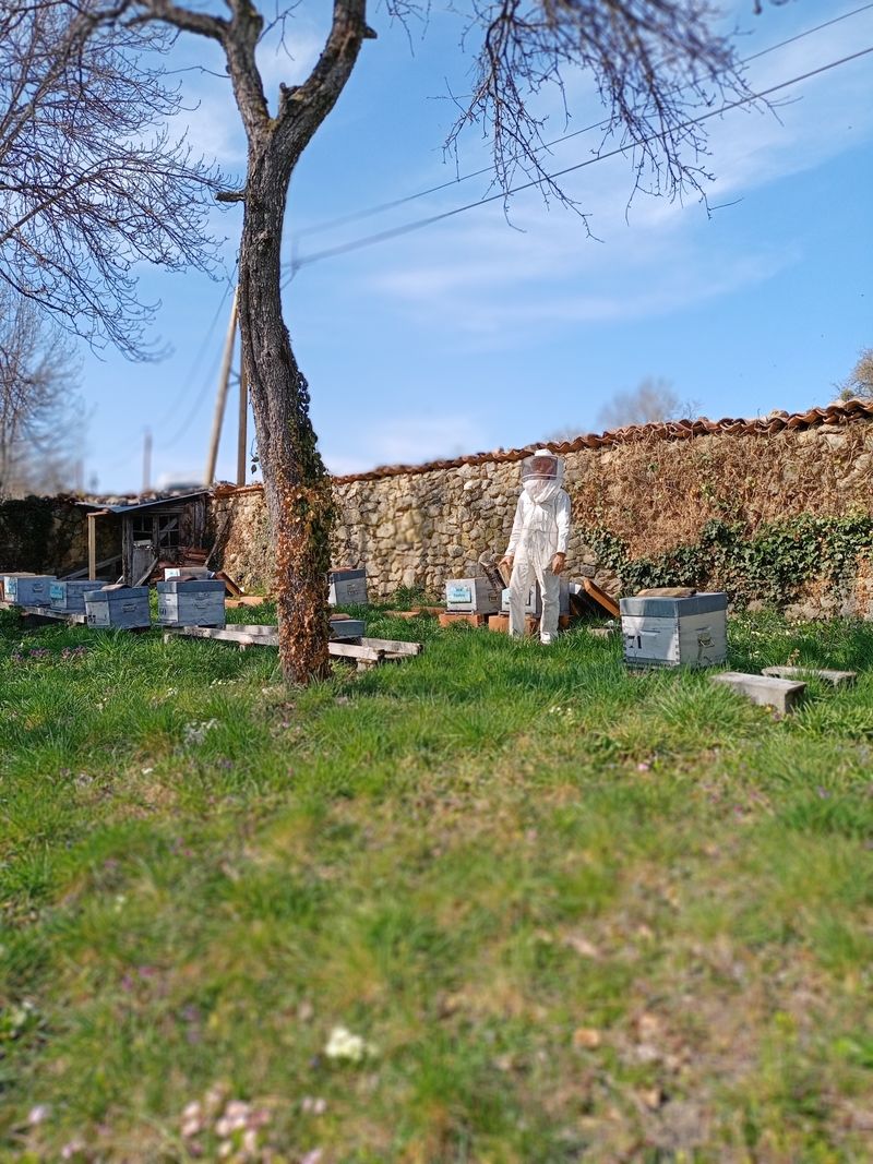 La ruche Eupatoire