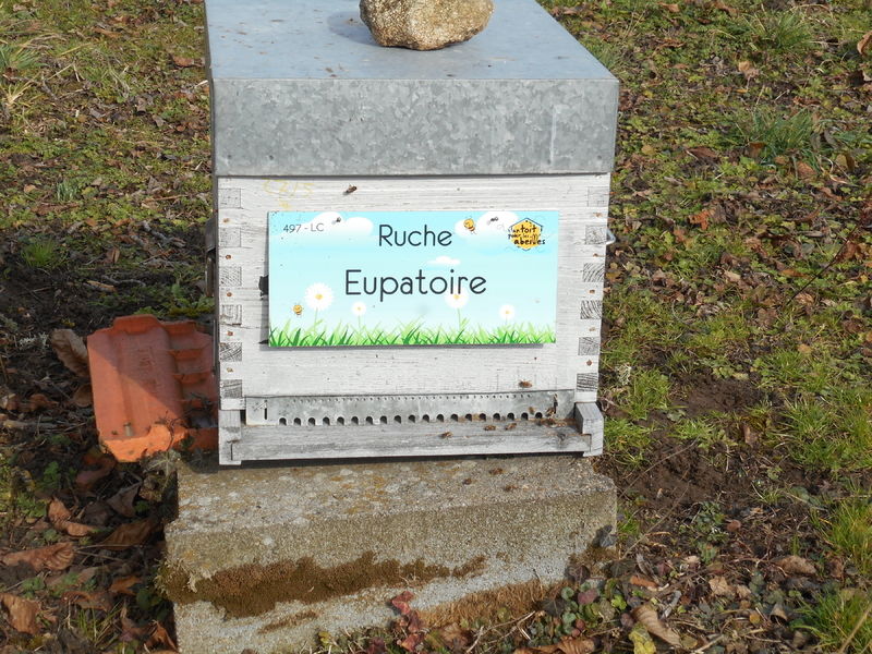 La ruche Eupatoire
