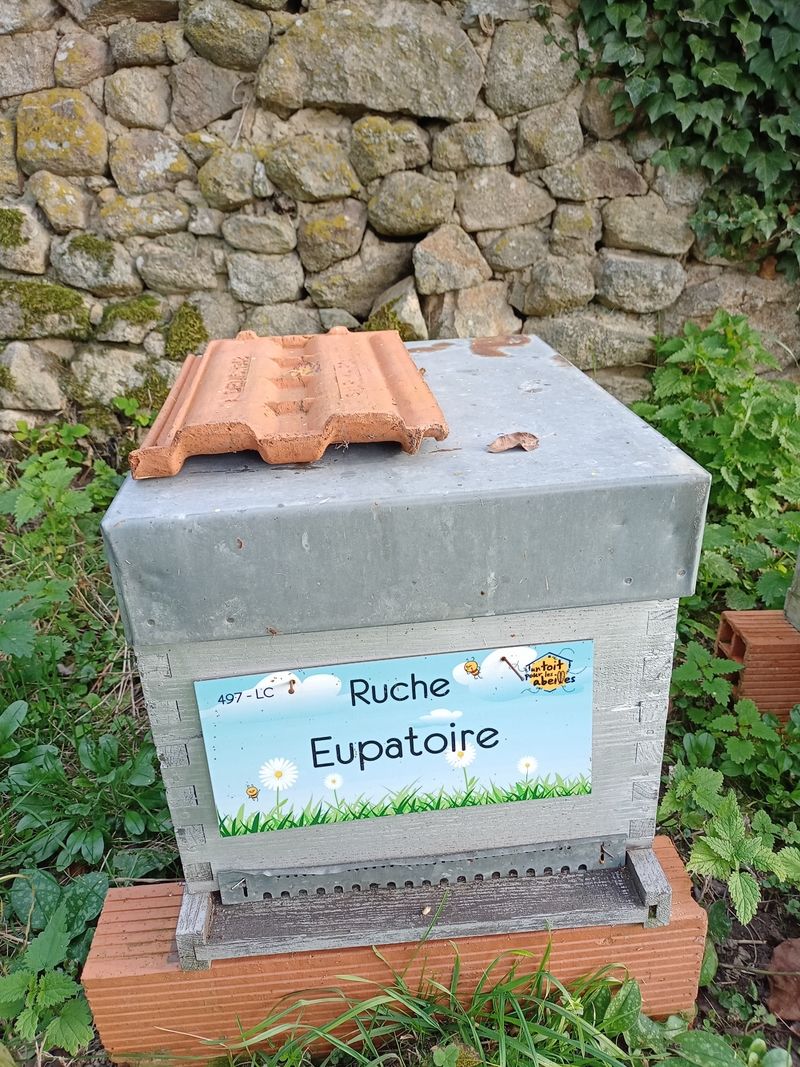 La ruche Eupatoire