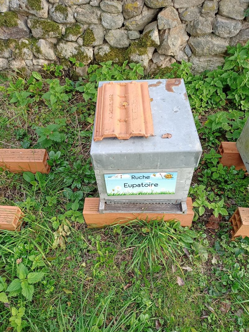 La ruche Eupatoire