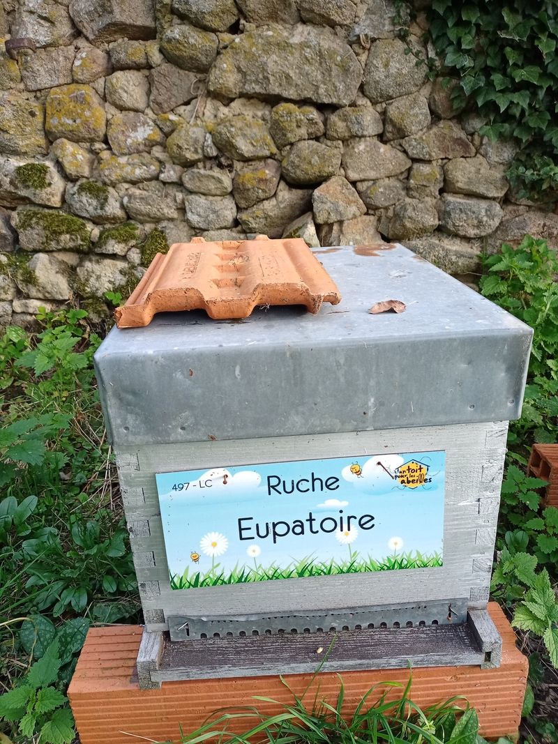 La ruche Eupatoire