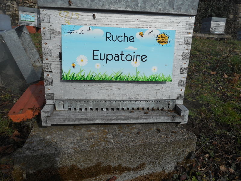 La ruche Eupatoire