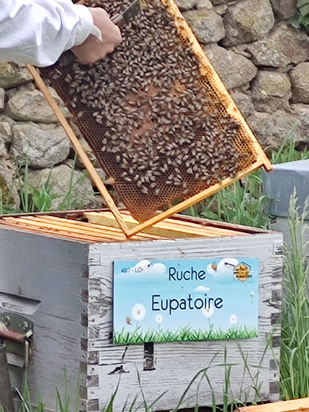 La ruche Eupatoire