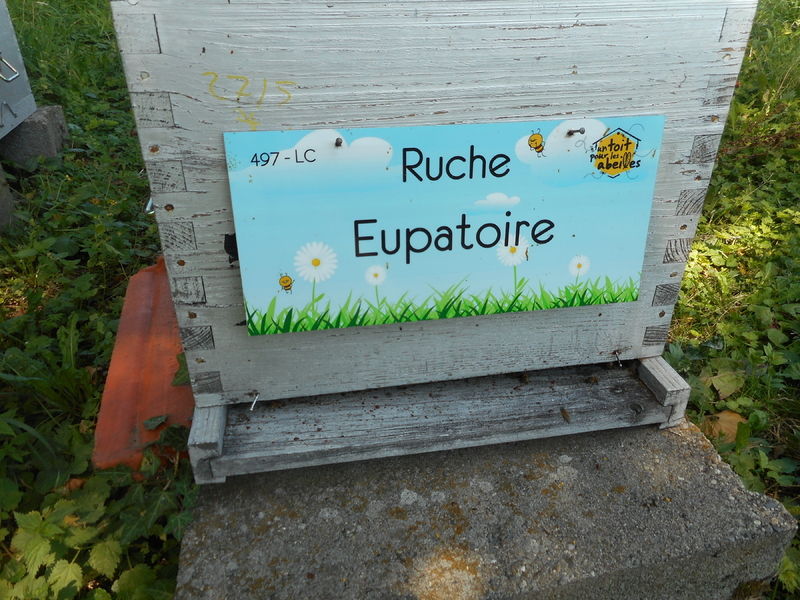 La ruche Eupatoire