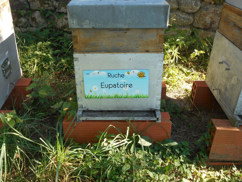 La ruche Eupatoire
