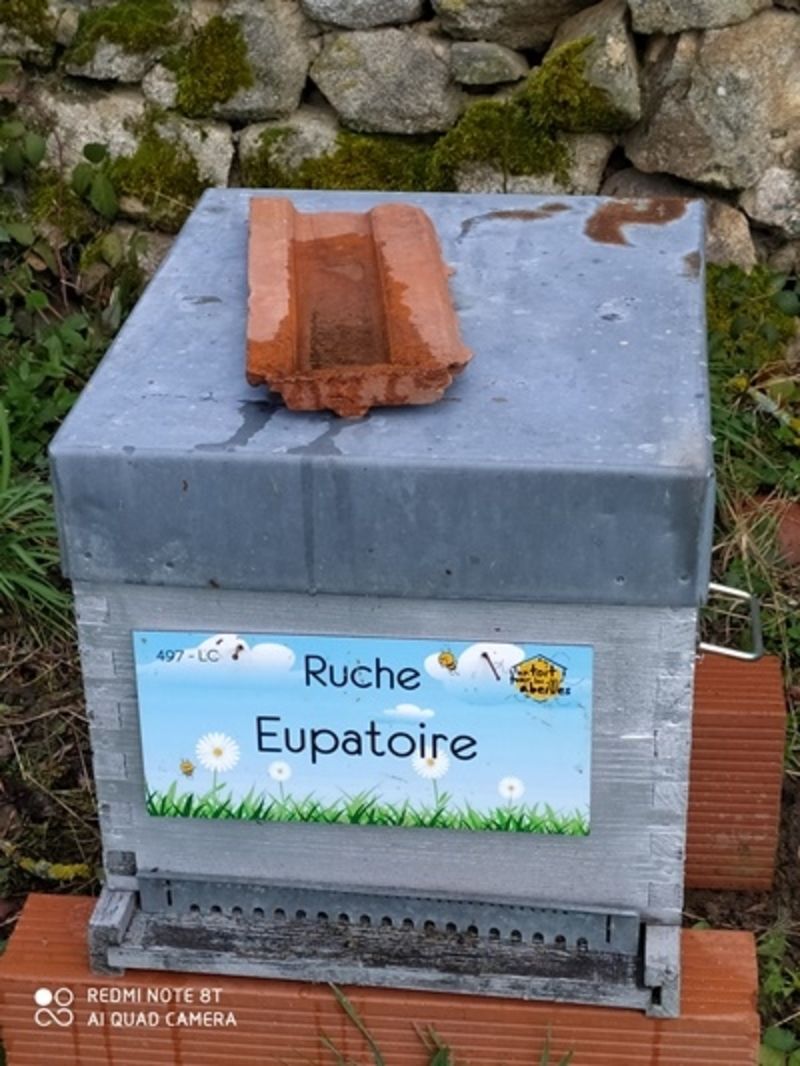 La ruche Eupatoire