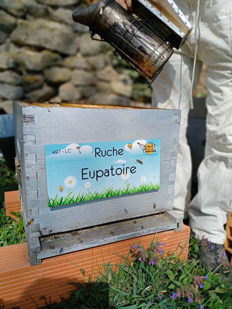 La ruche Eupatoire