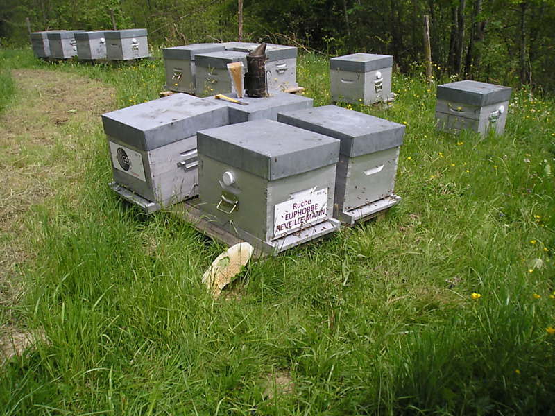 La ruche Euphorbe reveille-matin