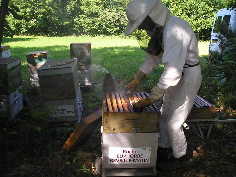 La ruche Euphorbe reveille-matin