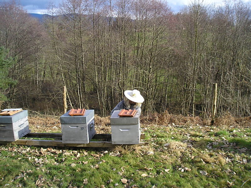 La ruche Euphorbe reveille-matin