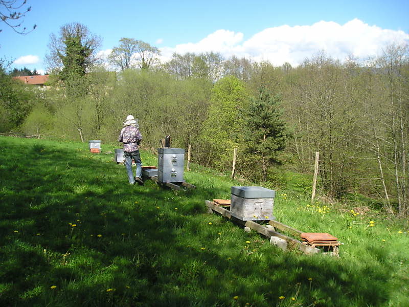 La ruche Euphorbe reveille-matin