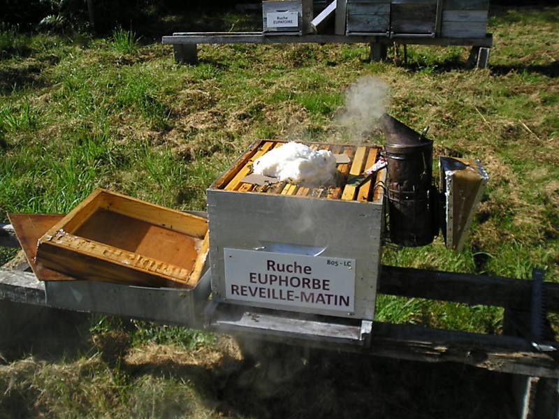 La ruche Euphorbe reveille-matin