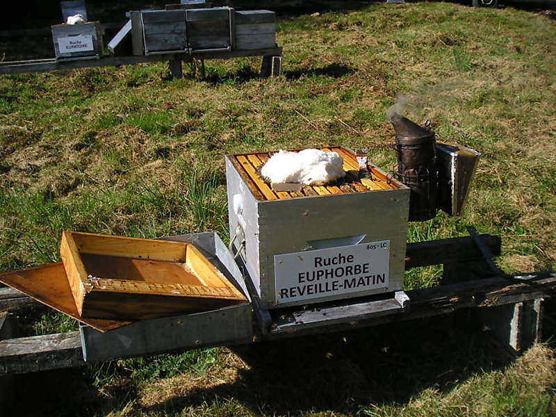 La ruche Euphorbe reveille-matin