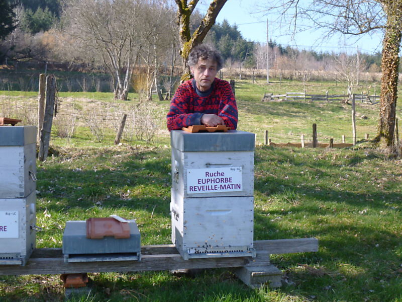 La ruche Euphorbe reveille-matin