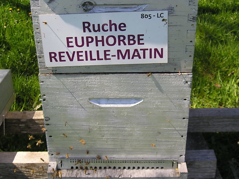 La ruche Euphorbe reveille-matin