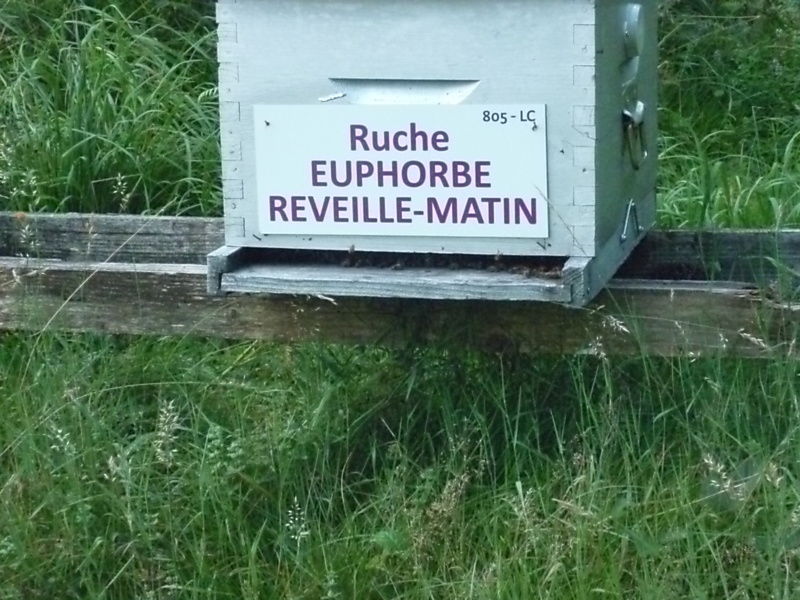 La ruche Euphorbe reveille-matin