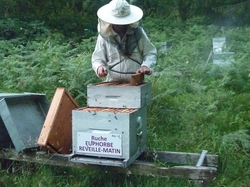La ruche Euphorbe reveille-matin