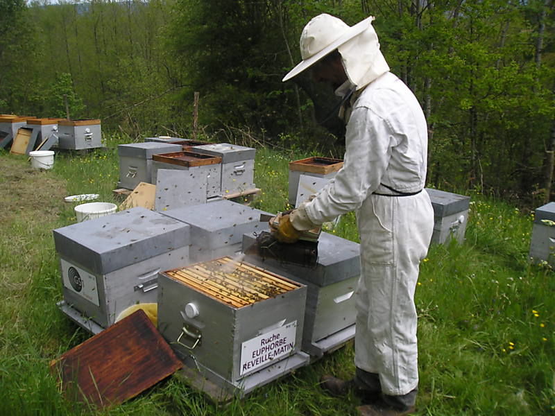 La ruche Euphorbe reveille-matin