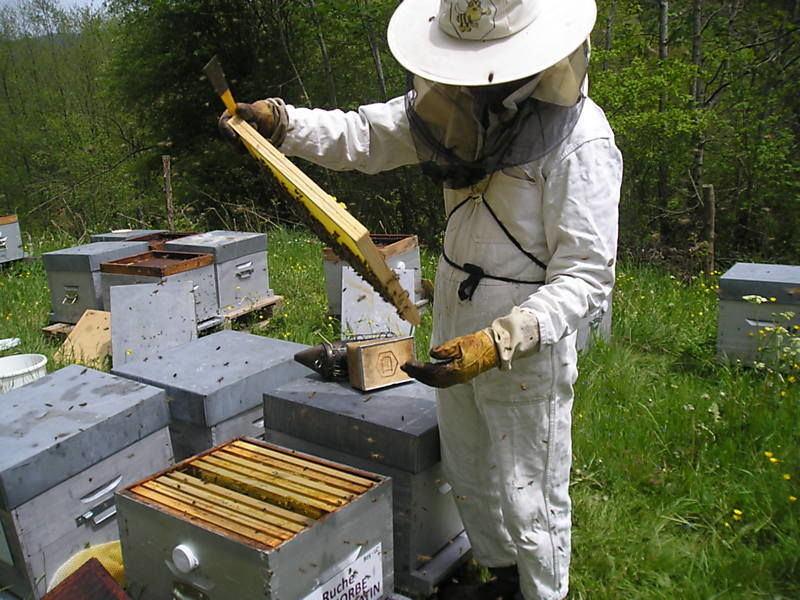 La ruche Euphorbe reveille-matin