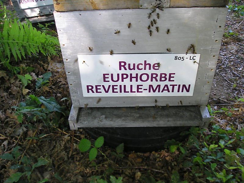La ruche Euphorbe reveille-matin