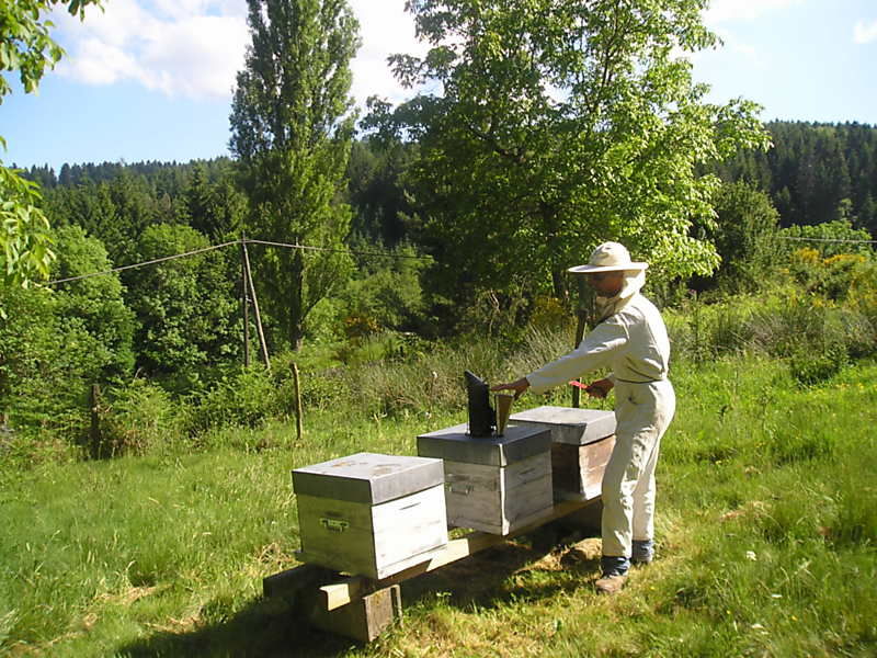 La ruche Euphorbe reveille-matin