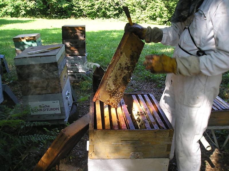 La ruche Euphorbe reveille-matin