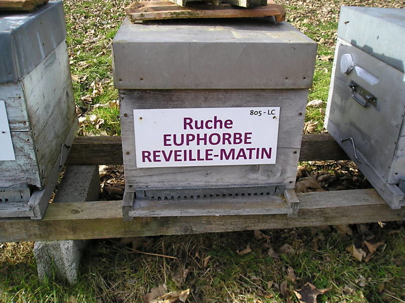 La ruche Euphorbe reveille-matin